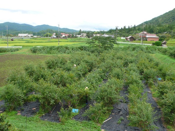 f:id:akinosato:20210821132817j:plain