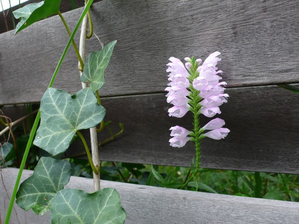 f:id:akinosato:20210908101400j:plain