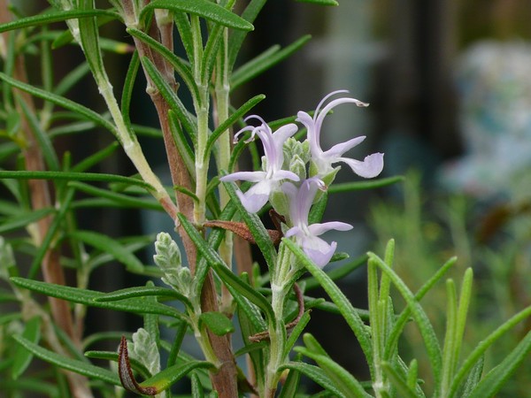 f:id:akinosato:20210908144657j:plain