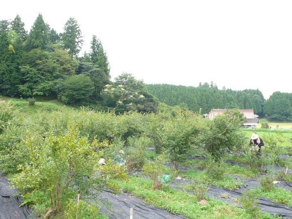 f:id:akinosato:20210910111418j:plain