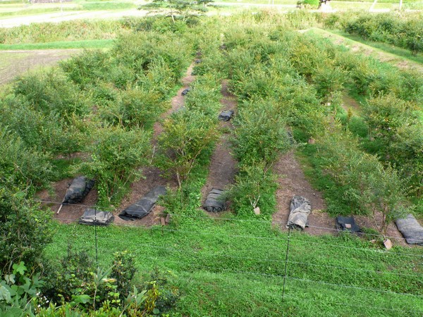 f:id:akinosato:20210920155758j:plain