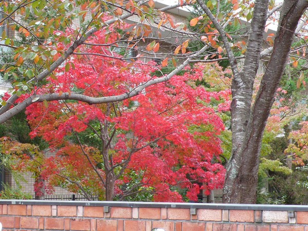 f:id:akinosato:20211111102504j:plain