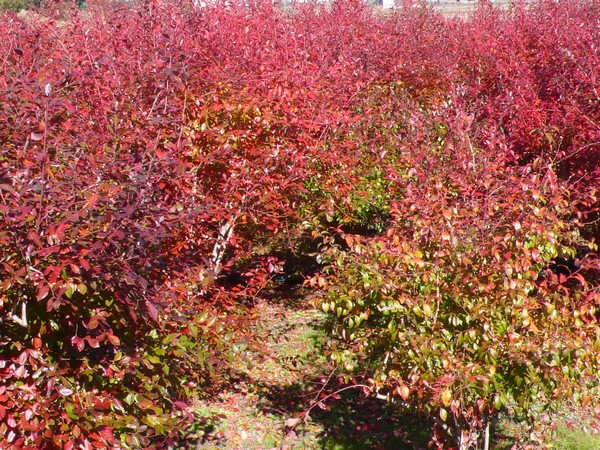 f:id:akinosato:20211128113000j:plain