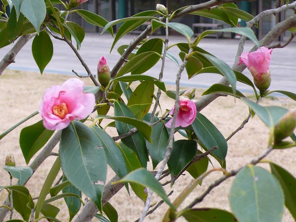 f:id:akinosato:20220201141113j:plain