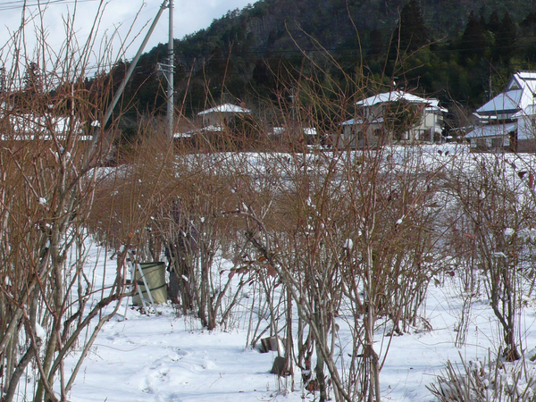 f:id:akinosato:20220206002129j:plain