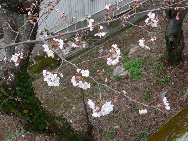 f:id:akinosato:20220323093746j:plain