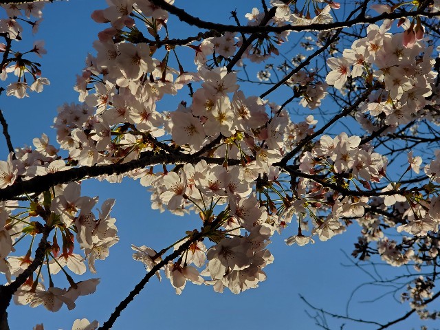 f:id:akio422:20210410103105j:image