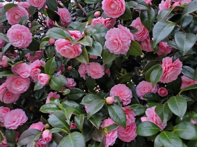 f:id:akio422:20210410165211j:image