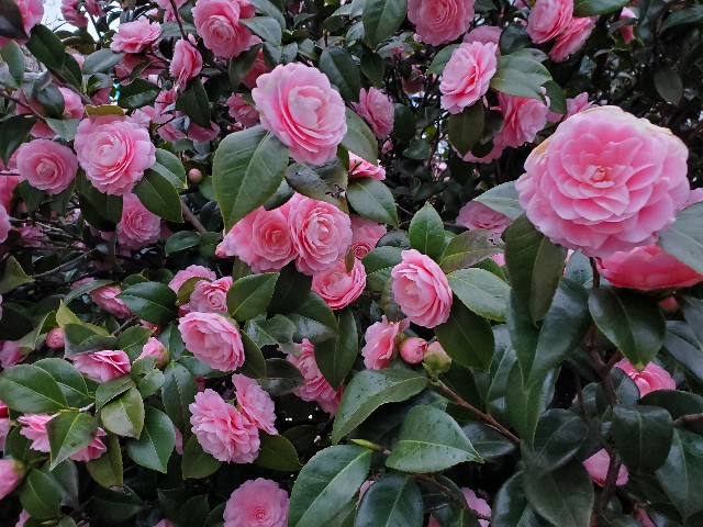 f:id:akio422:20210410165228j:image