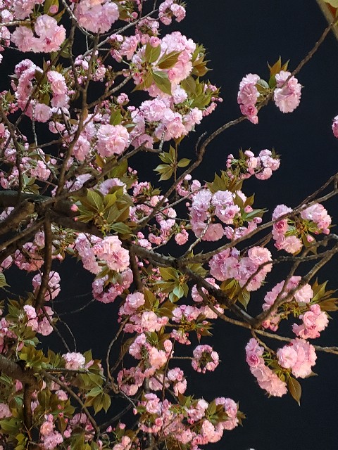 f:id:akio422:20210410165531j:image