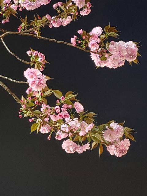 f:id:akio422:20210410165545j:image
