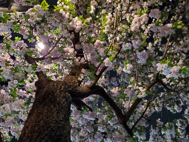f:id:akio422:20210410165555j:image