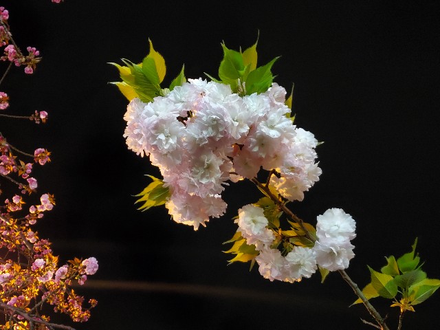 f:id:akio422:20210410165622j:image