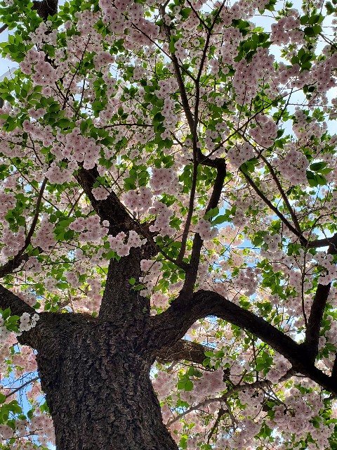 f:id:akio422:20210410165716j:image