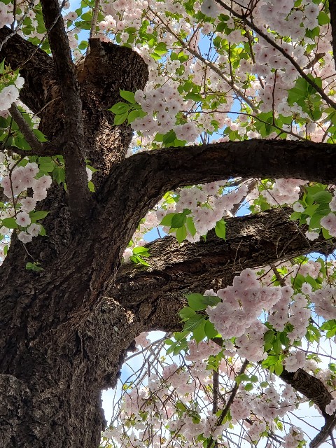 f:id:akio422:20210410165727j:image