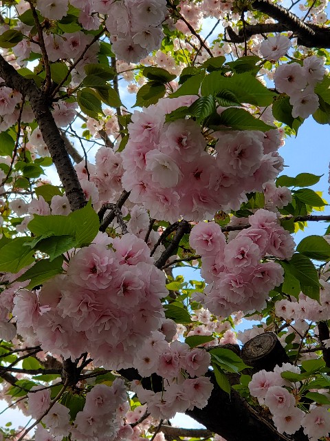 f:id:akio422:20210410165800j:image