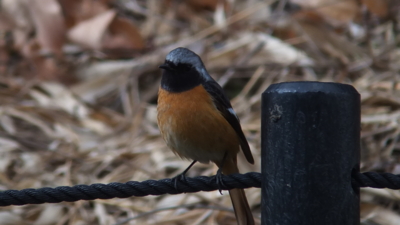 f:id:akira-kami:20130224115713j:image:w360