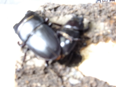 f:id:akira-kami:20150905105205j:image:w360