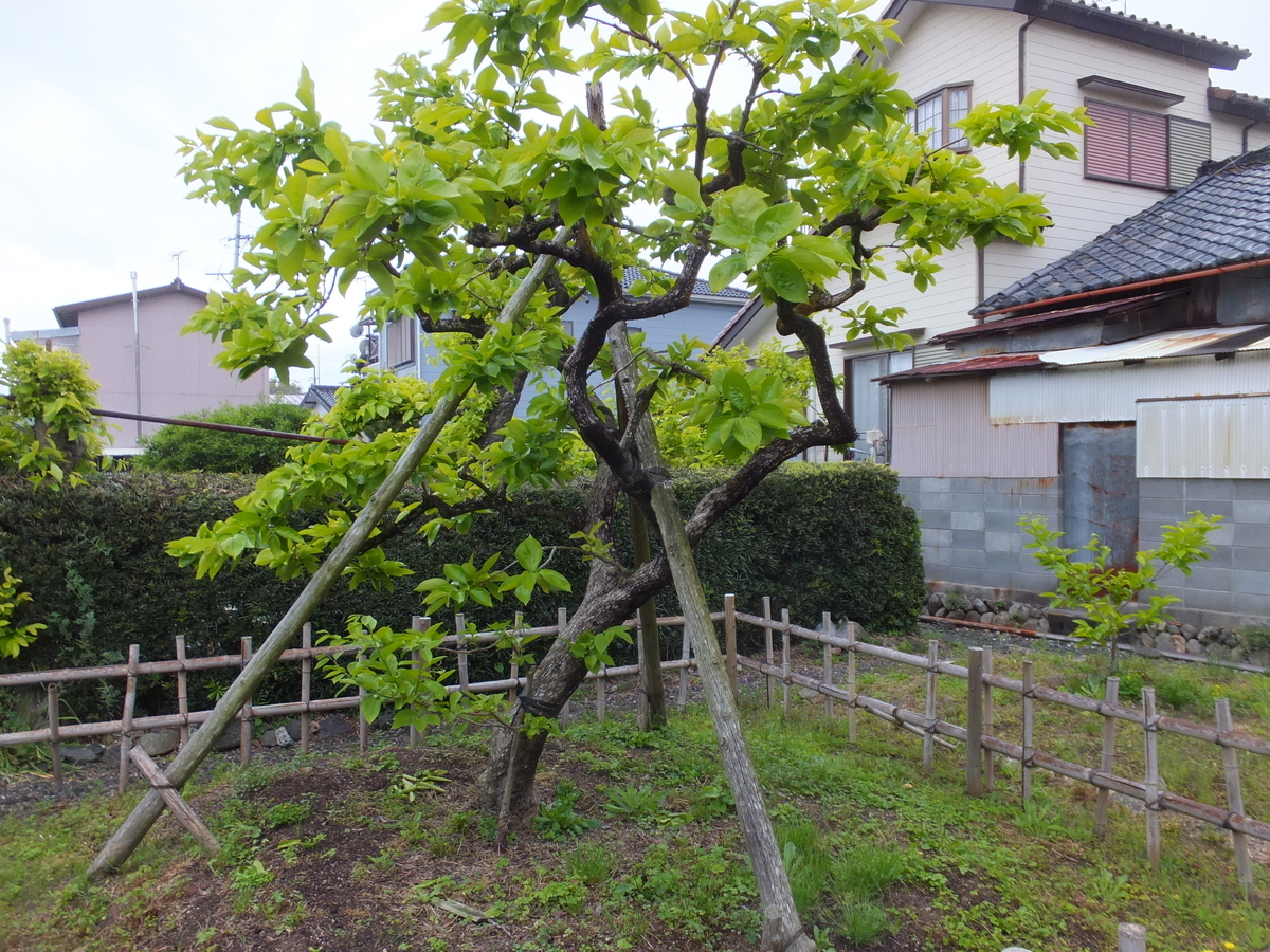 f:id:akira-kami:20190429145439j:plain