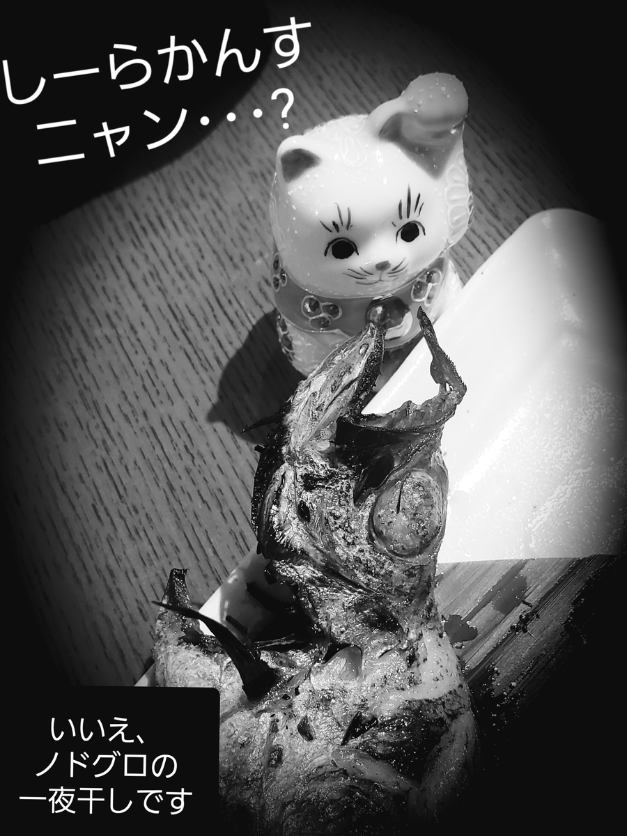 ニャン☆です しーらかんす、ニャン？ - 天才詩人こうやまあきらのブログ!