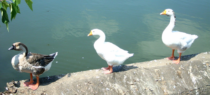 f:id:akirahs:20060804224345j:image:w250