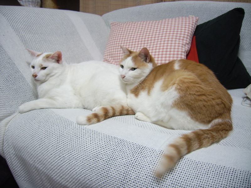f:id:akirahs:20090812171414:image:w150