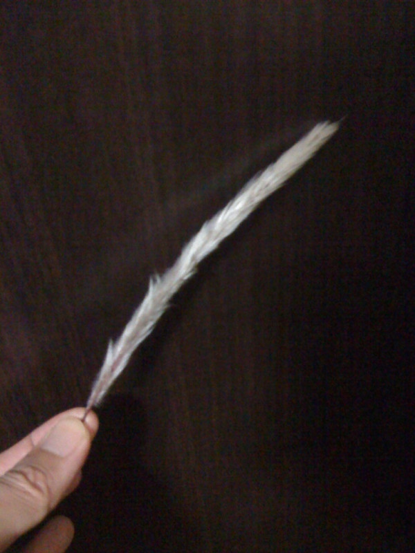 f:id:akirahs:20110902174015j:image