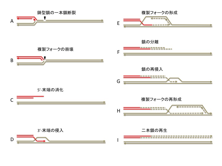 テロメア維持の機構 ６ Alt細胞のテロメアの組み換えメカニズム Bir メンフィスにて