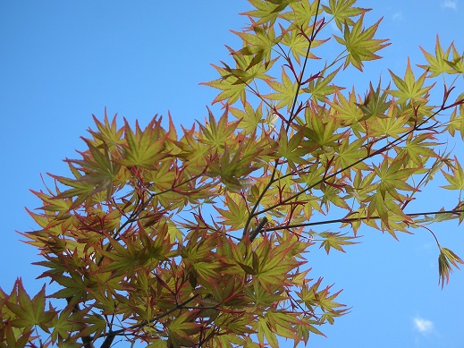 イメージ 4