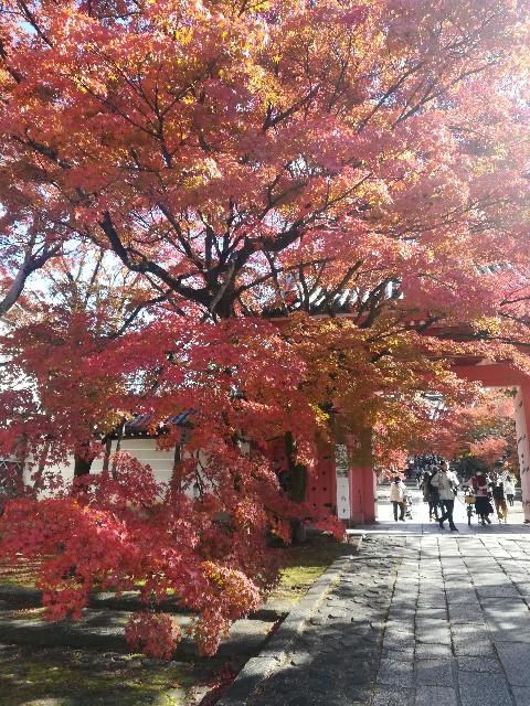 f:id:akirankun:20171124235612j:image f:id:akirankun:20171124235612j:image
