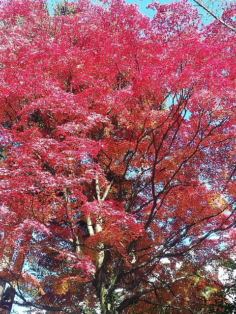 f:id:akirankun:20171124235644j:image f:id:akirankun:20171124235644j:image