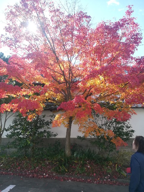 f:id:akirankun:20171124235934j:image f:id:akirankun:20171124235934j:image