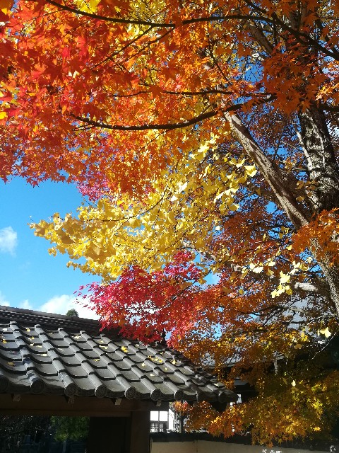 f:id:akirankun:20171125000627j:image f:id:akirankun:20171125000627j:image