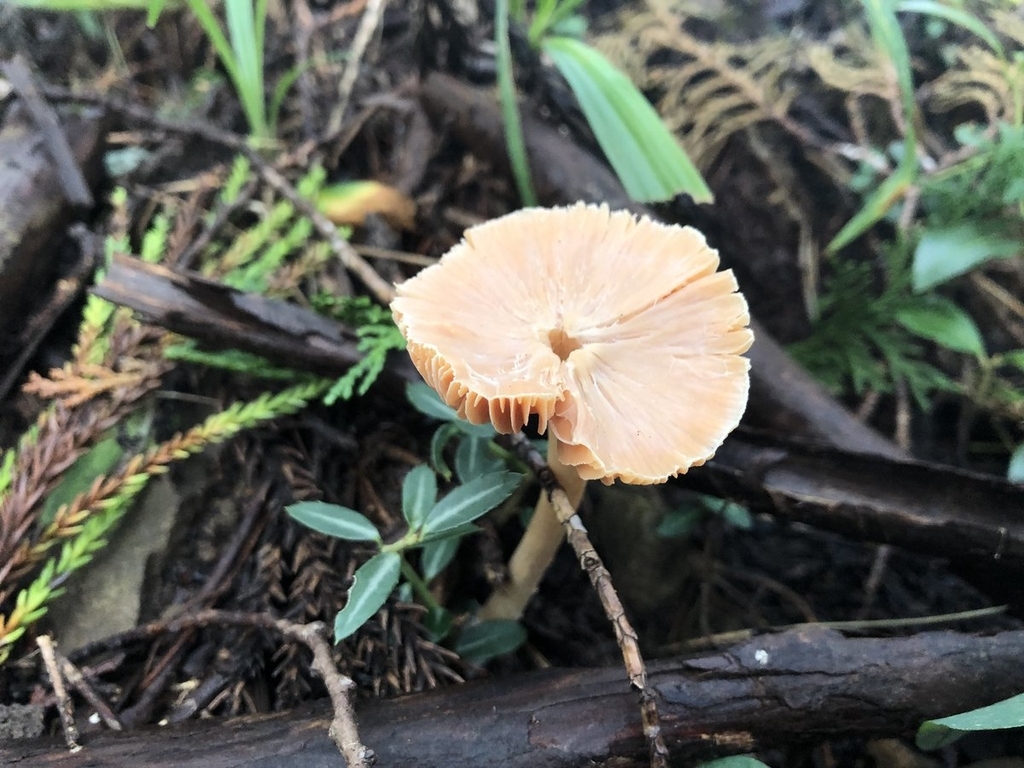 f:id:akiranngo:20180913170212j:plain f:id:akiranngo:20180913170212j:plain