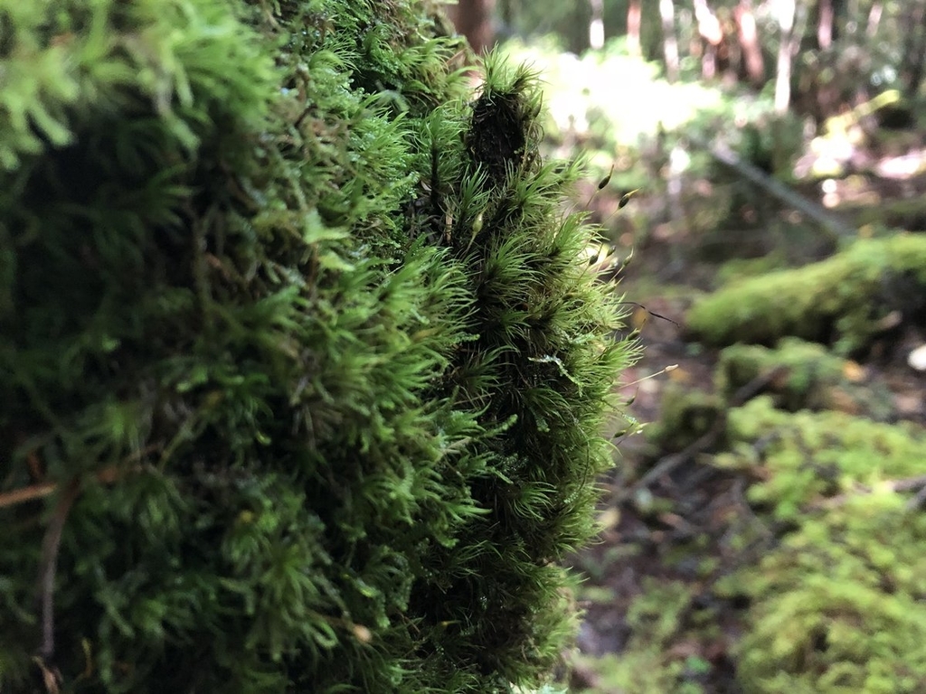 f:id:akiranngo:20180917173819j:plain f:id:akiranngo:20180917173819j:plain