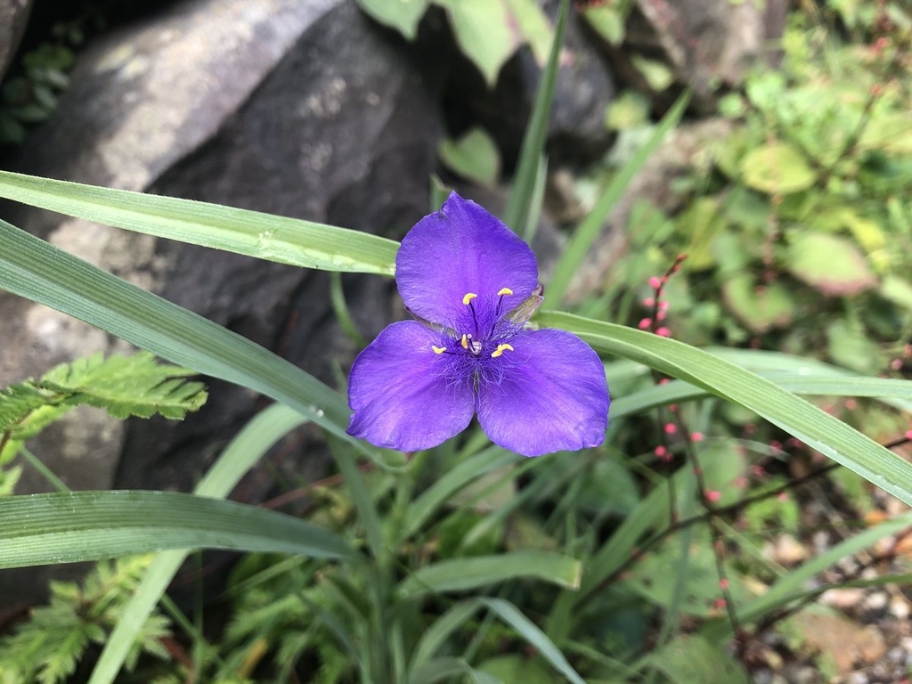 f:id:akiranngo:20181009132116j:plain