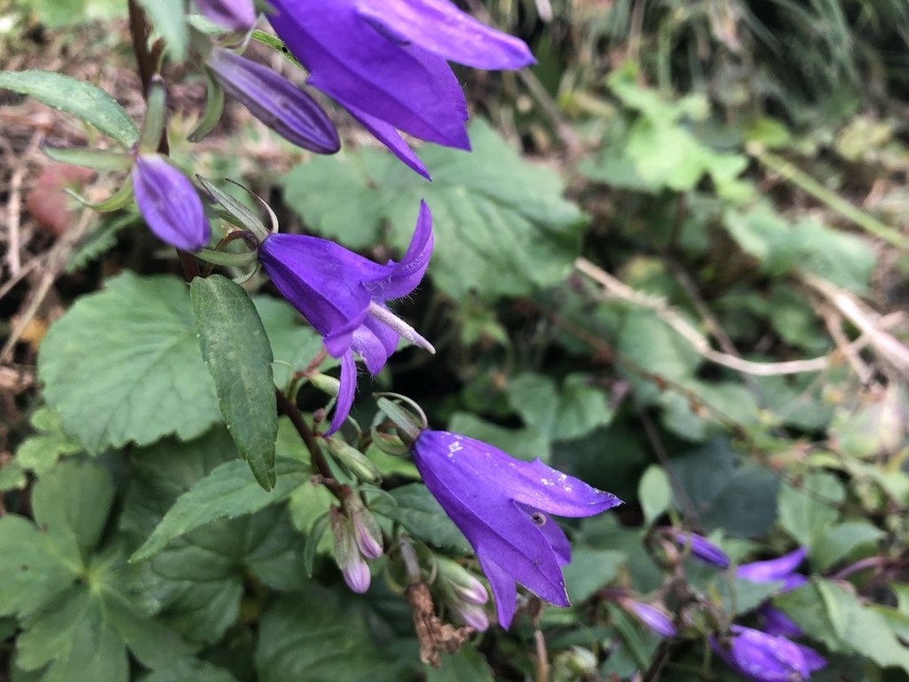 f:id:akiranngo:20181026002523j:plain f:id:akiranngo:20181026002523j:plain