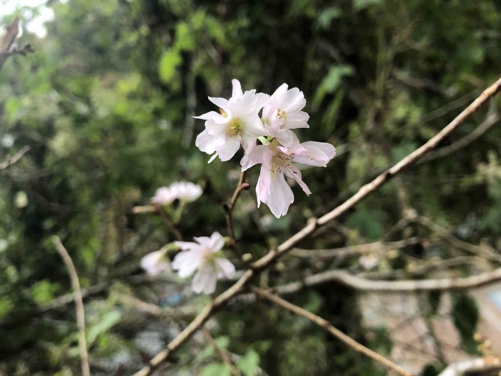 f:id:akiranngo:20181026113314j:plain f:id:akiranngo:20181026113314j:plain