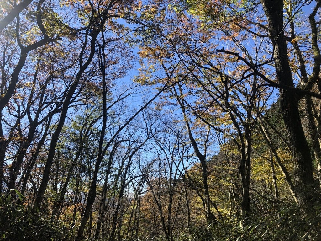 f:id:akiranngo:20181116080212j:plain f:id:akiranngo:20181116080212j:plain