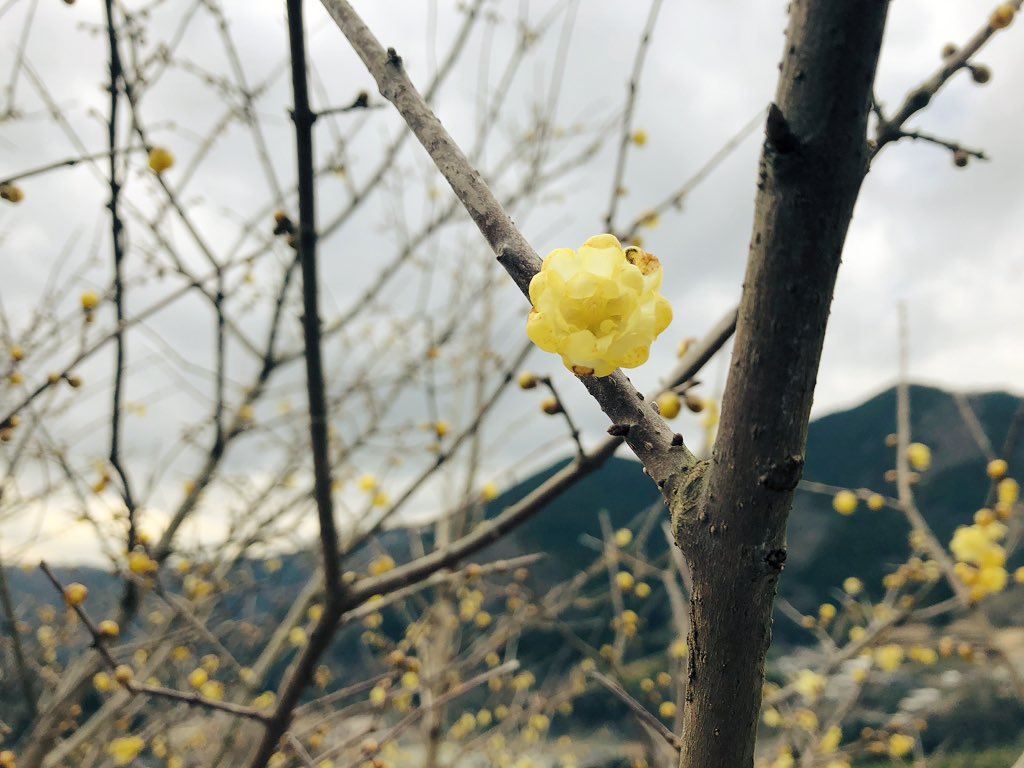 f:id:akiranngo:20190125161626j:plain