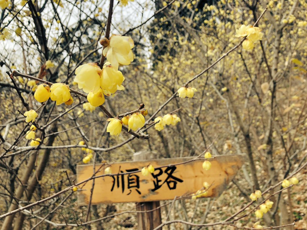 f:id:akiranngo:20190125162431j:plain