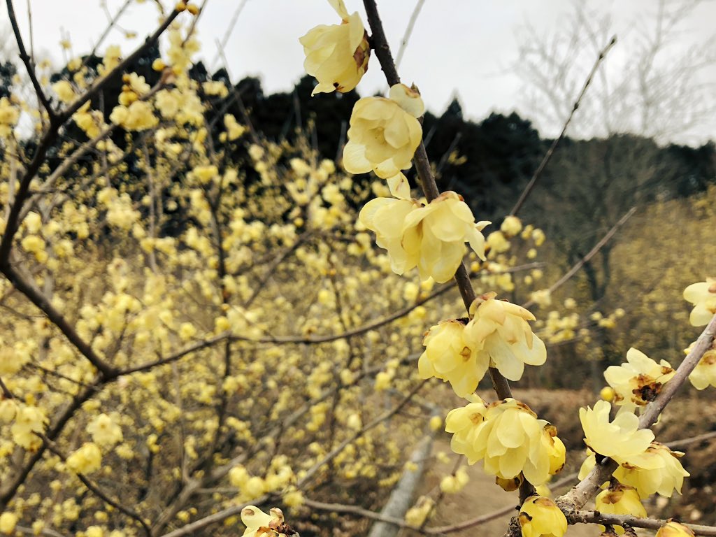 f:id:akiranngo:20190125163332j:plain