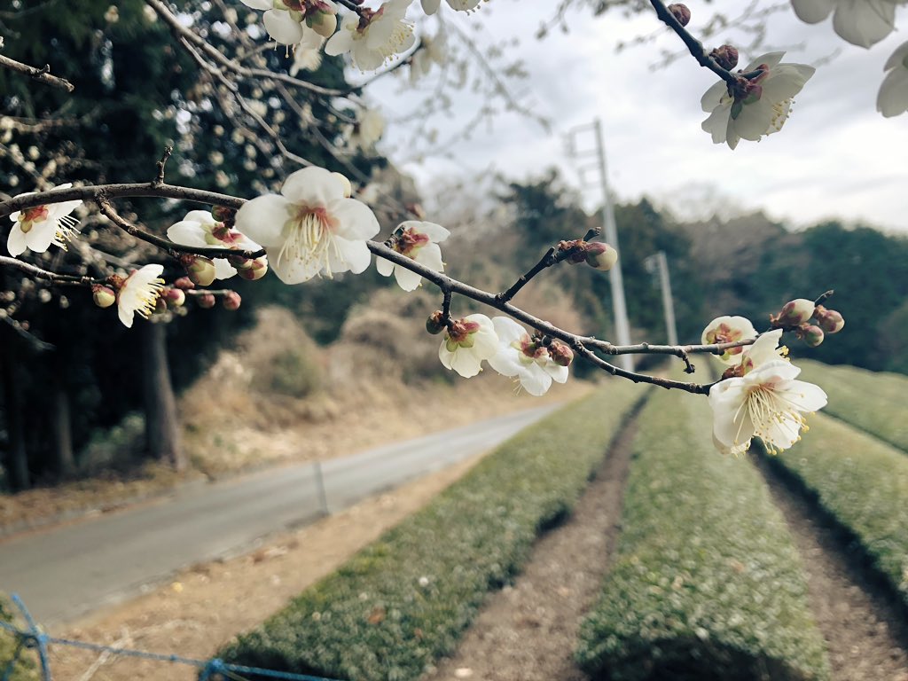 f:id:akiranngo:20190125172157j:plain