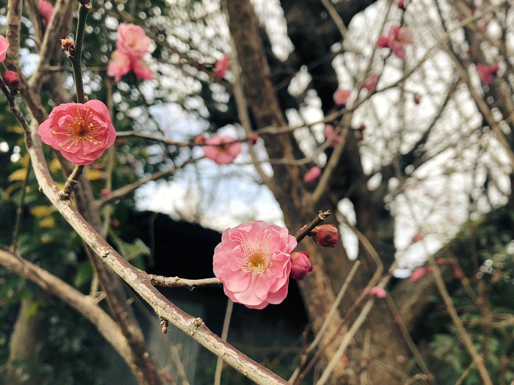f:id:akiranngo:20190125173816j:plain