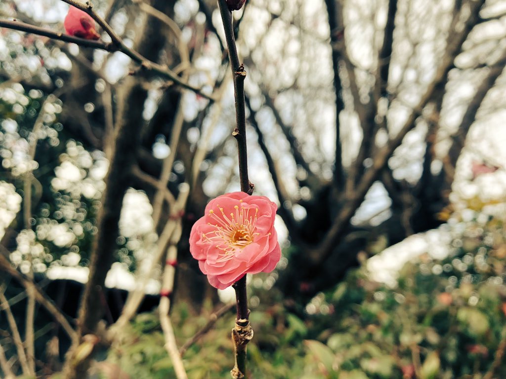 f:id:akiranngo:20190125173829j:plain