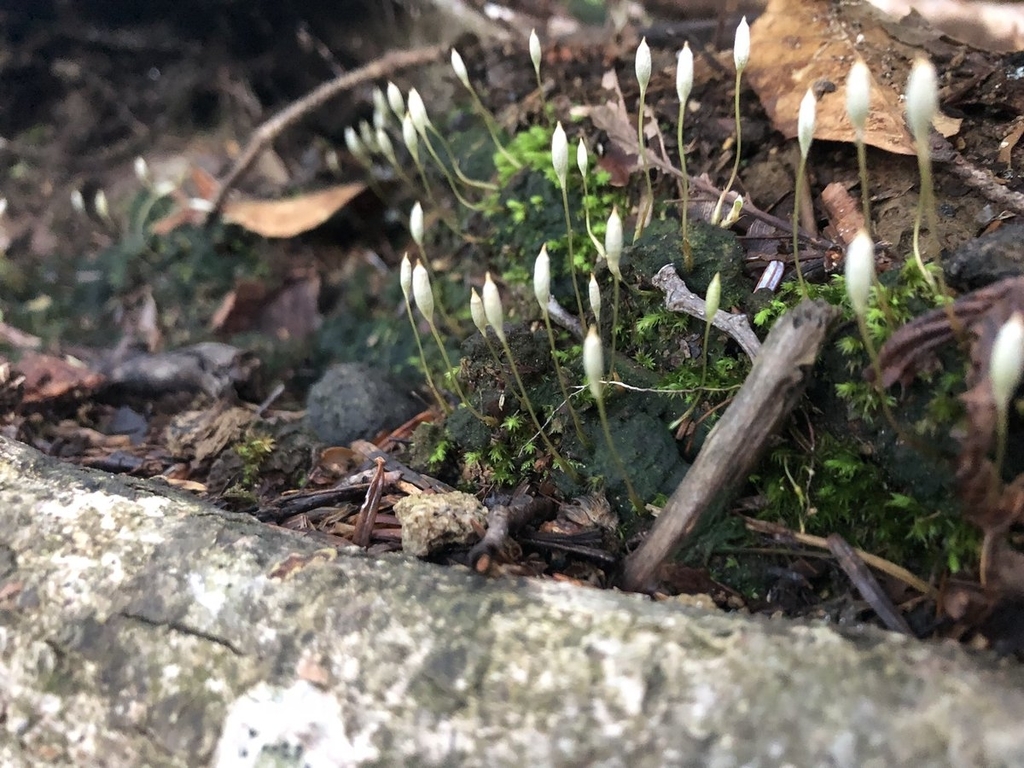 f:id:akiranngo:20190205155522j:plain
