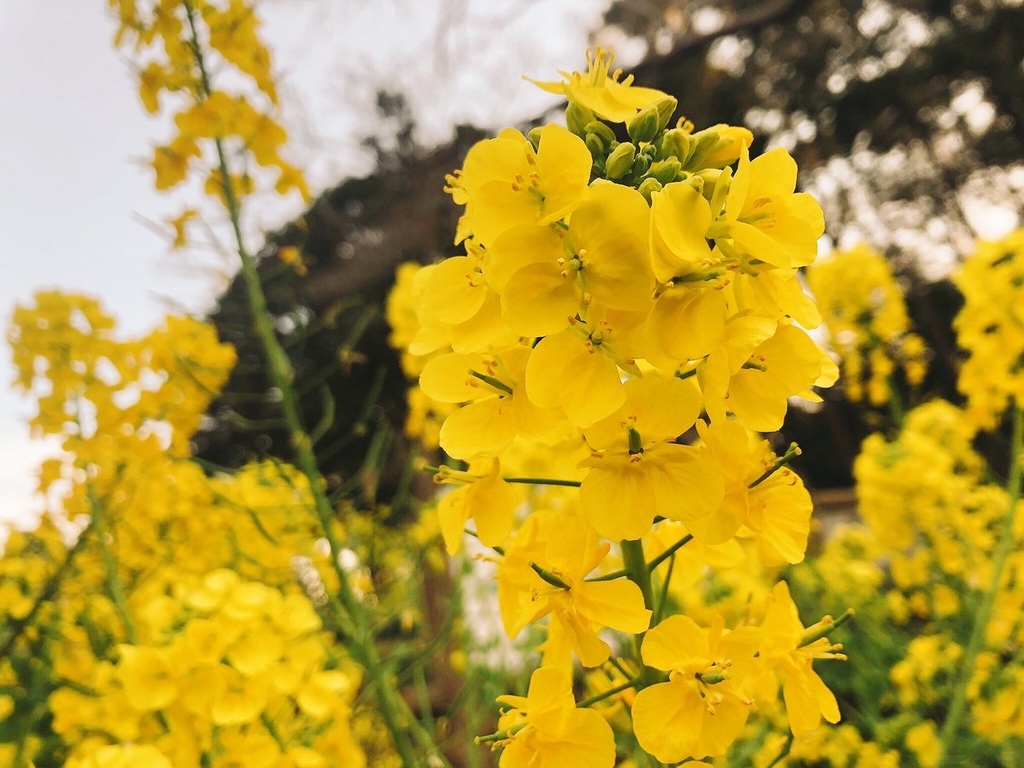 f:id:akiranngo:20190224175024j:plain
