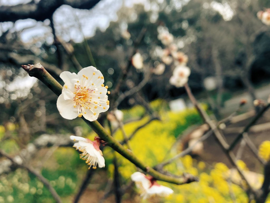 f:id:akiranngo:20190224175037j:plain