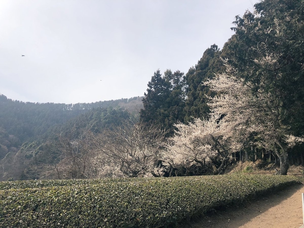 f:id:akiranngo:20190224175400j:plain