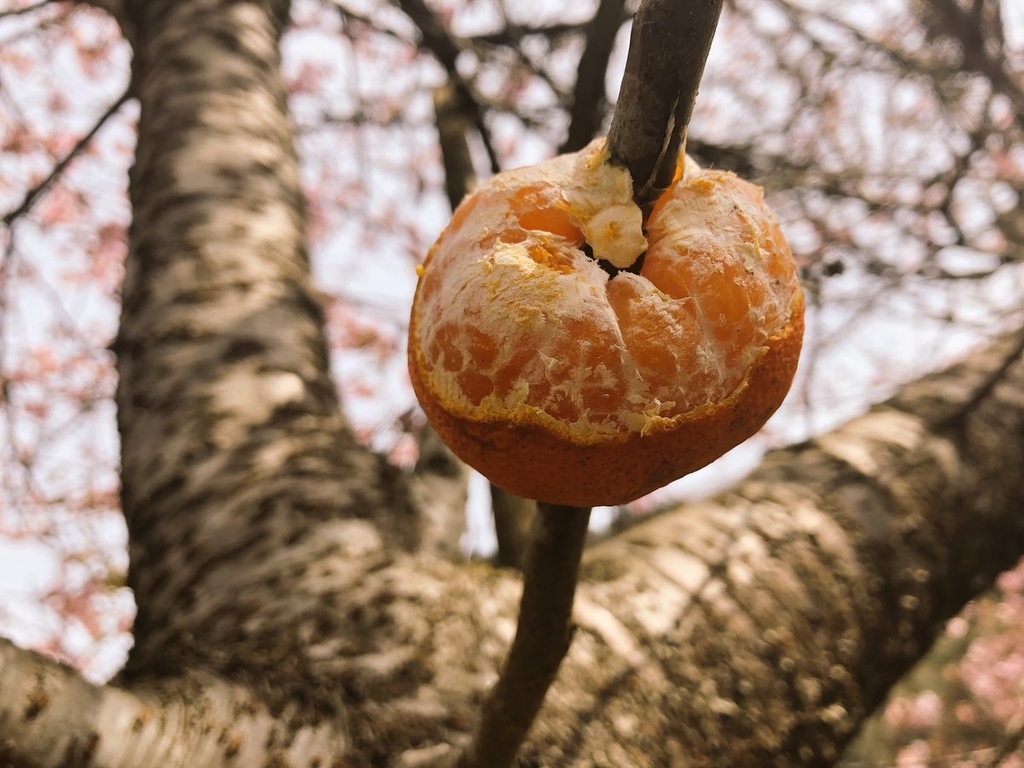 f:id:akiranngo:20190224175721j:plain